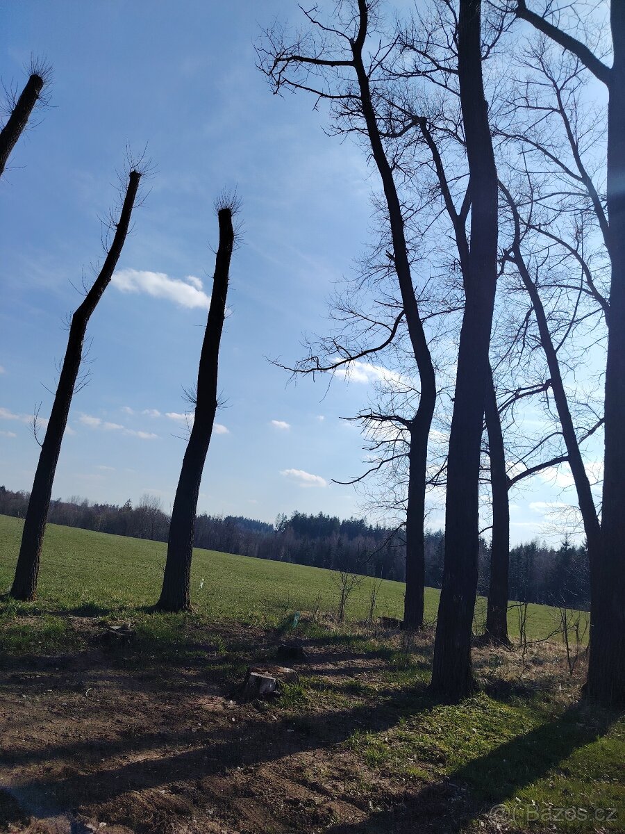 Topol prkna,fosny - 4