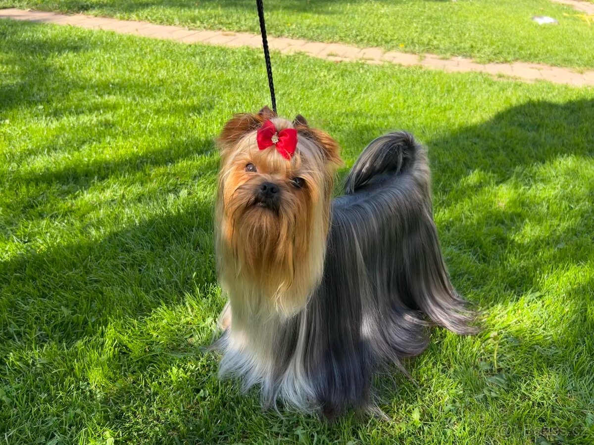 Jorkšírský teriér s PP FCI štěně kluci ihned k odběru - 4