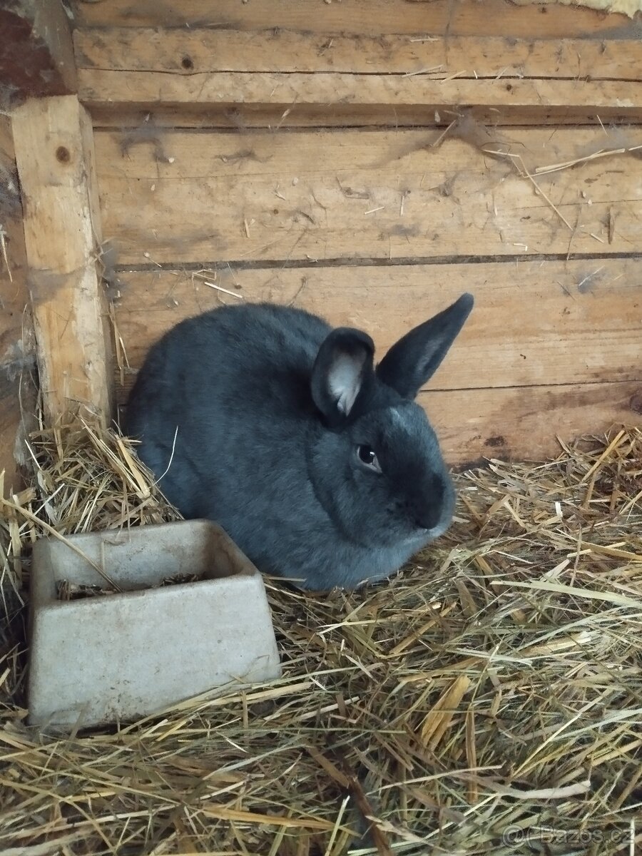 Vídeňský modrý - 4