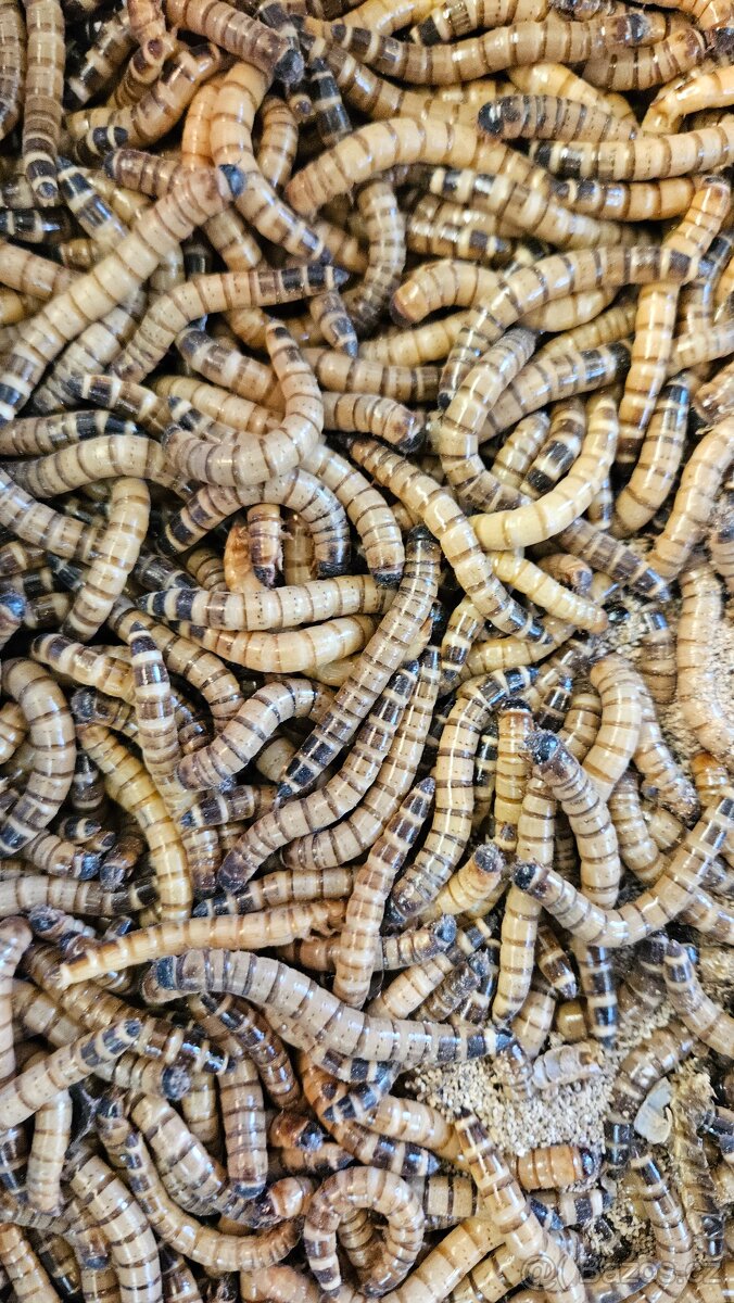 Nabízím krmný hmyz - octomilky 50kč - 4