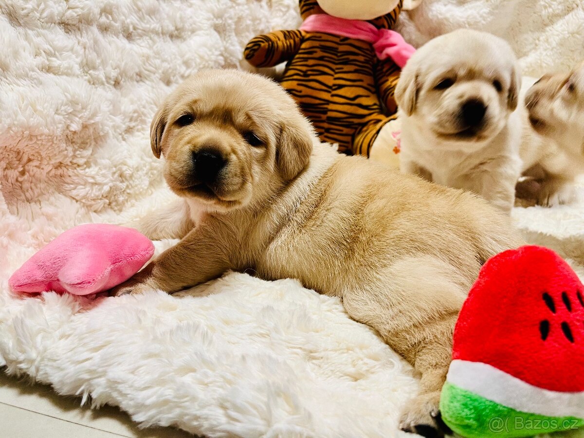 Labrador štěňátka s PP - 4
