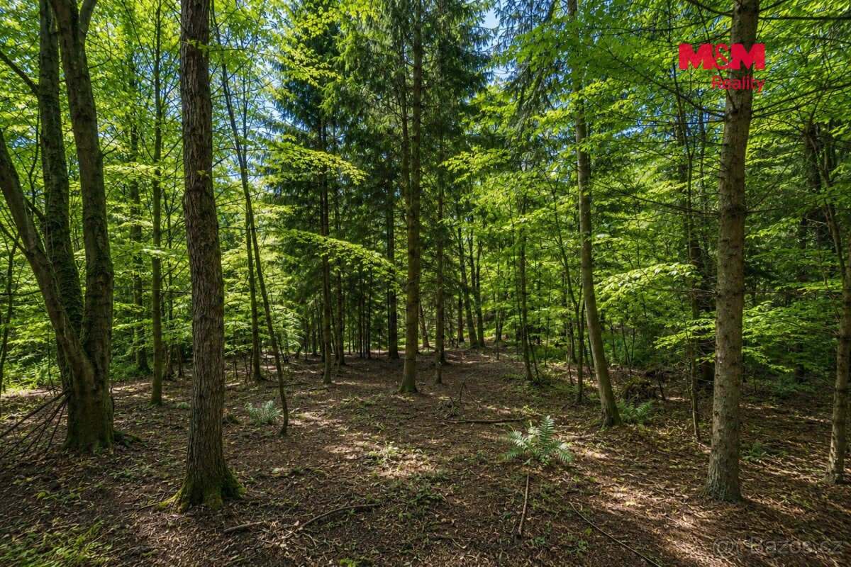 Prodej lesa, 6855 m², Jestřebí - 4