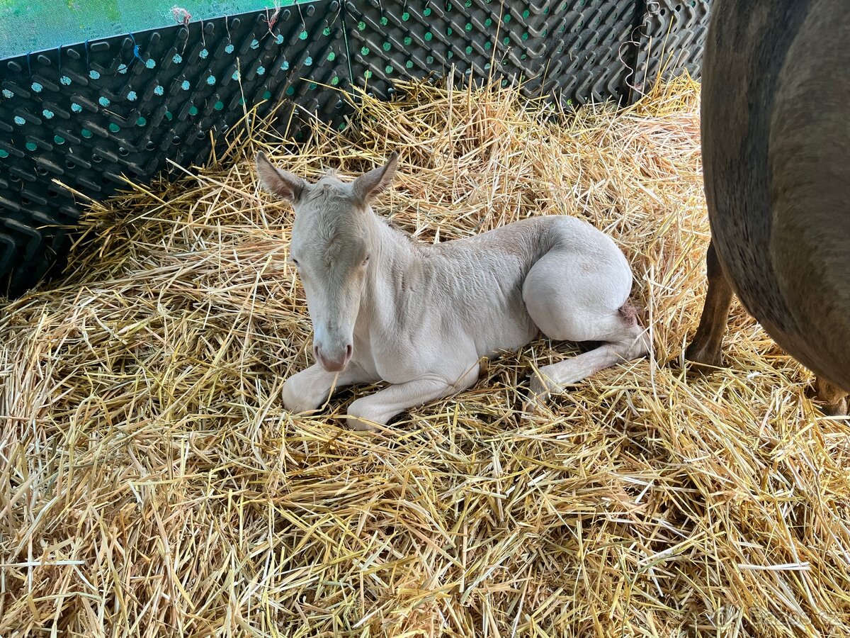 Cremello klisna Pearl AQH - 4