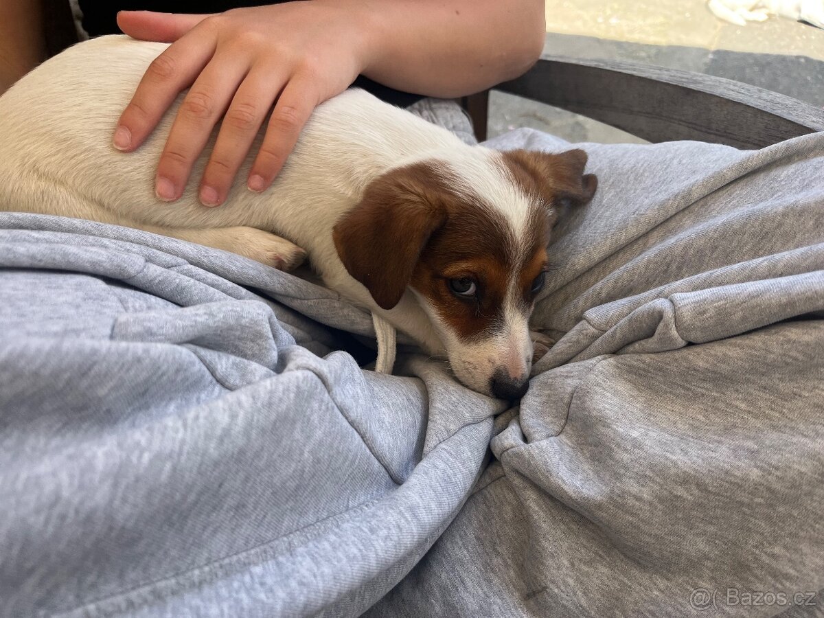 Jack Russell teriér - 4