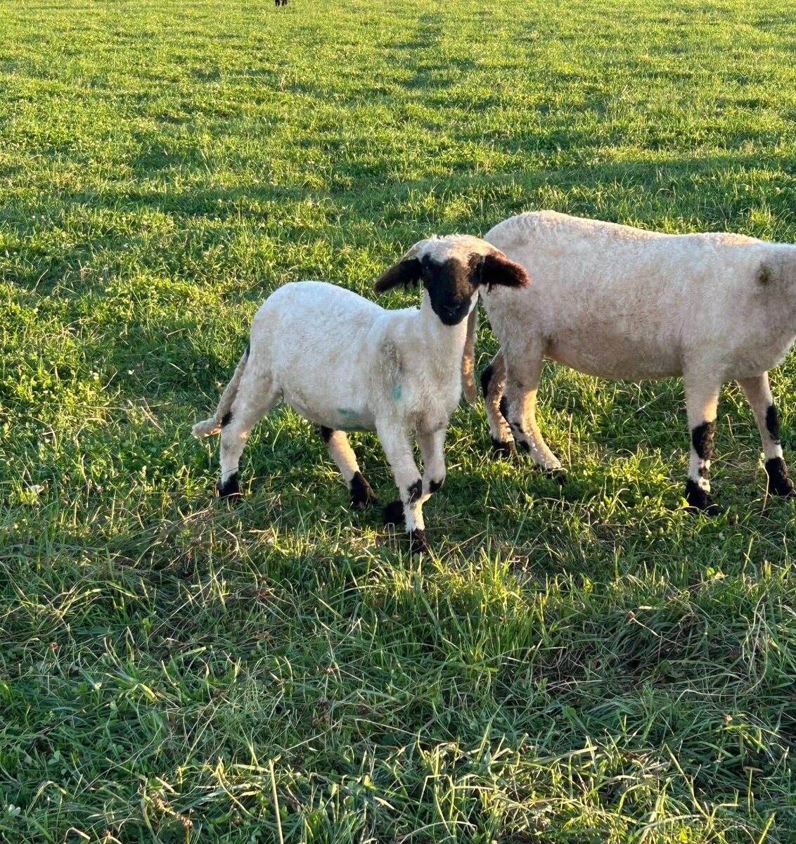 Walliserská ovce - 4