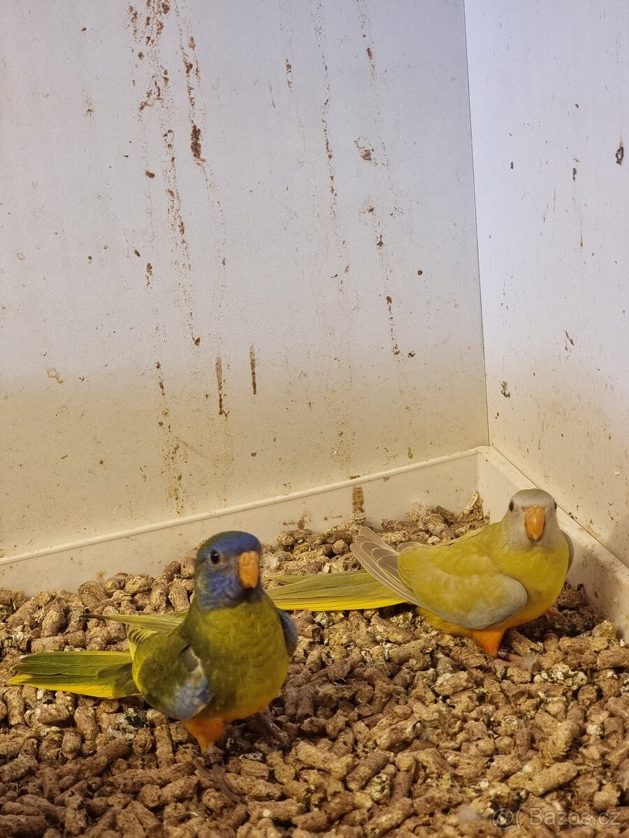 Neofema modrohlava mutace - 4