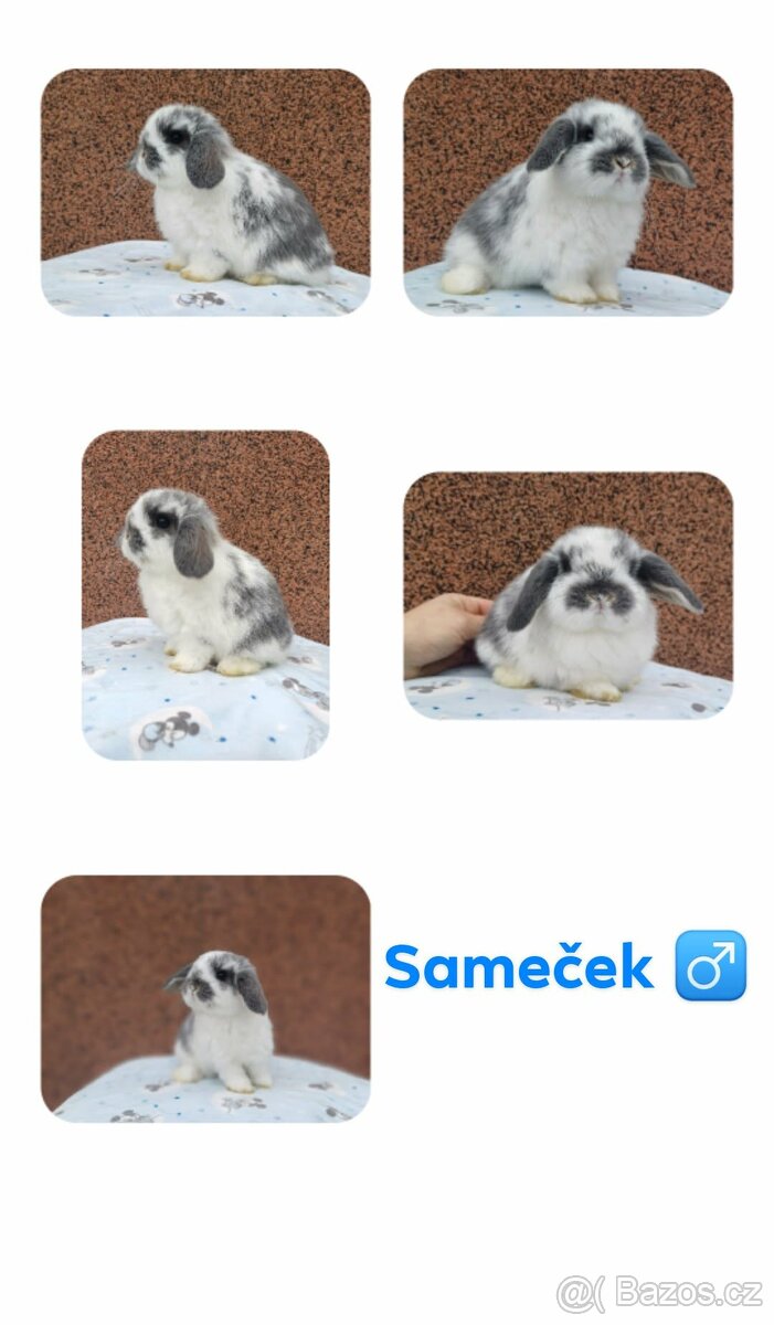 ★MiniLop Králíčci s odběrem na Vánoce ★ - 4