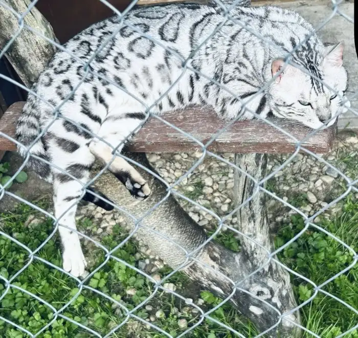 Bengálská kočka-holčička - 4