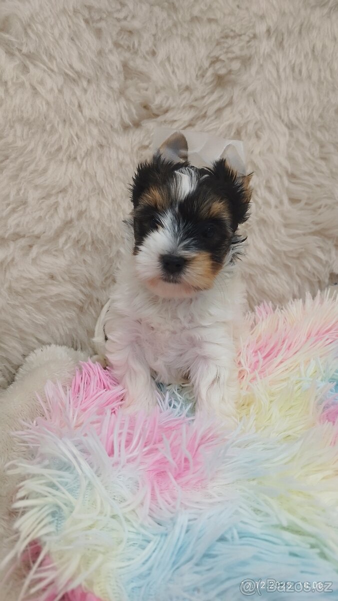 Biewer jorkšírský teriér s PP - fenka - 4