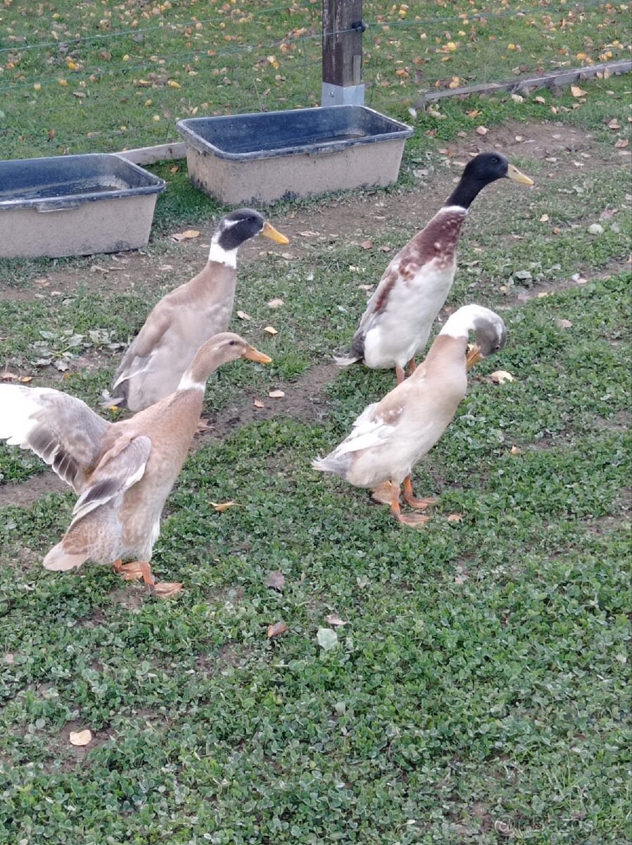 Indický běžec - 4