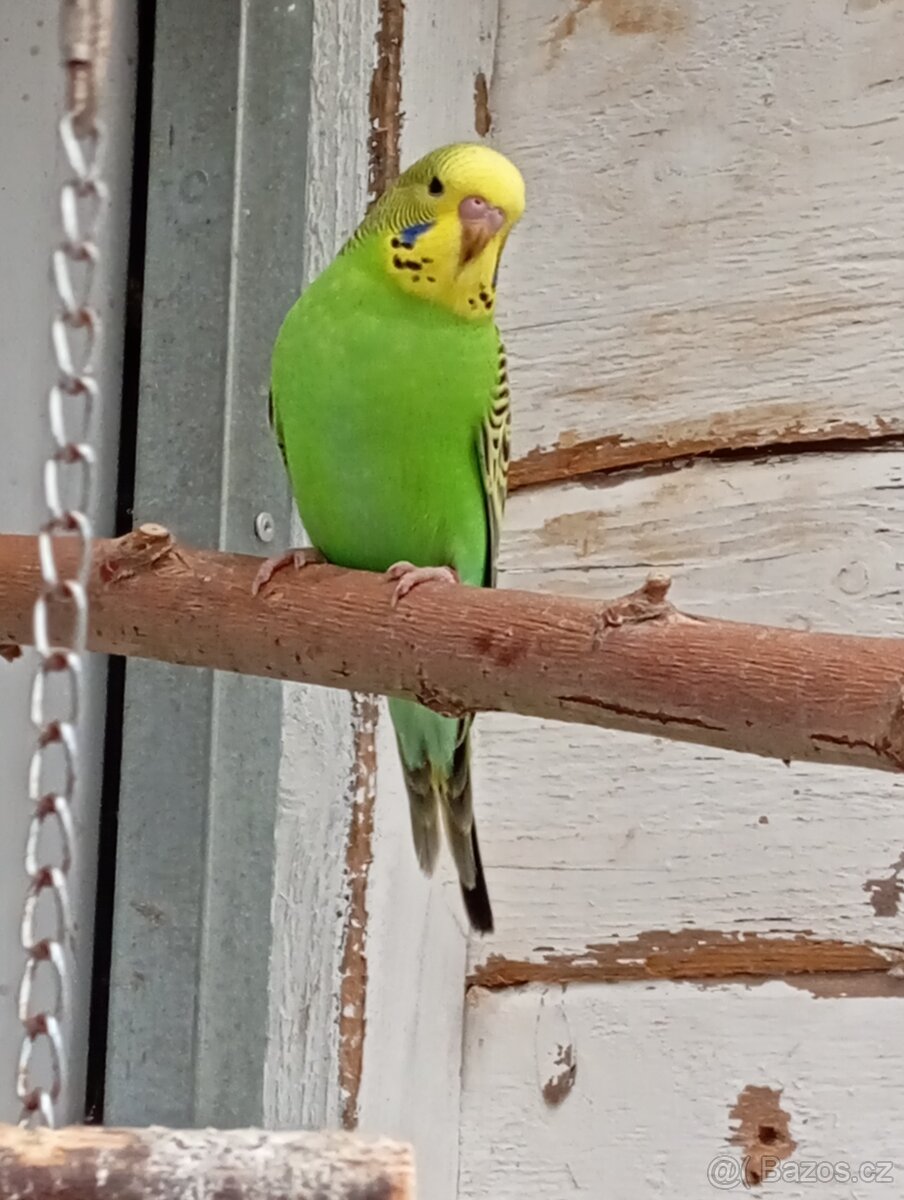 Andulka, papoušek vlnkovaný - 4
