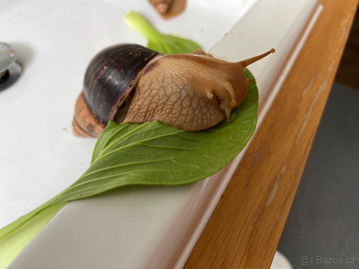 Darujeme dva africké šneky - 4