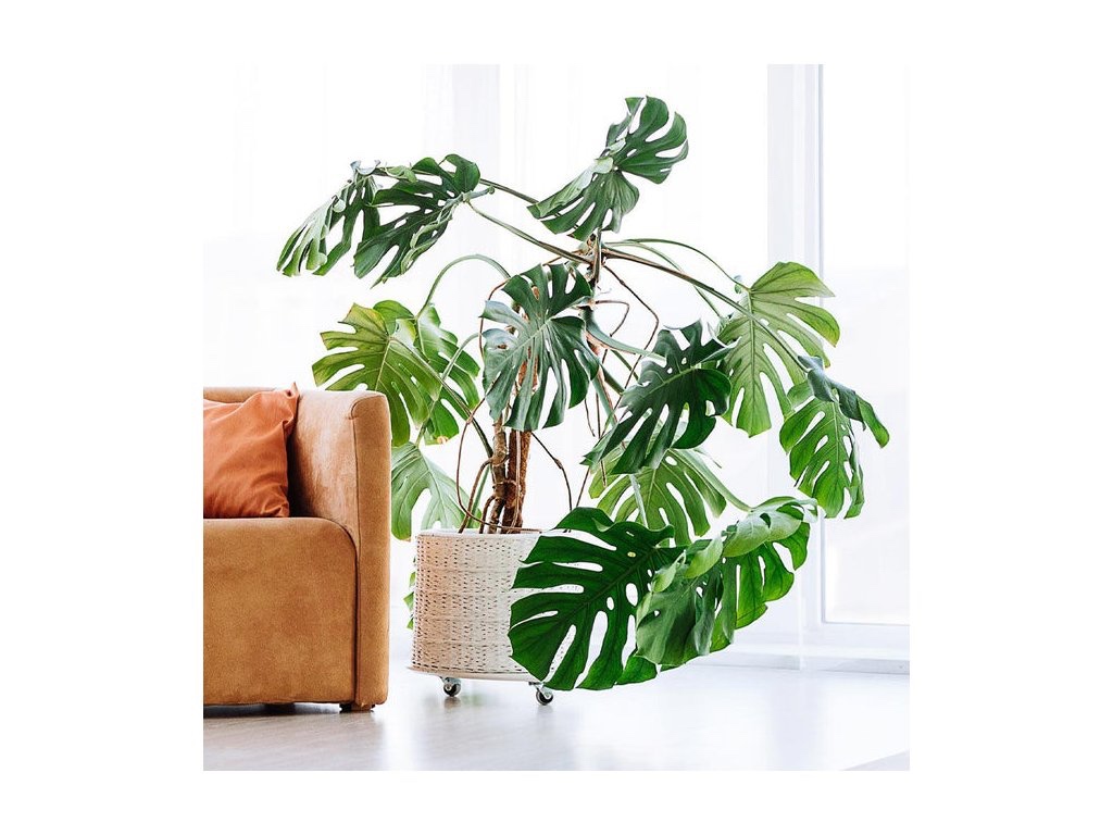 Exotické pokojovky - 4