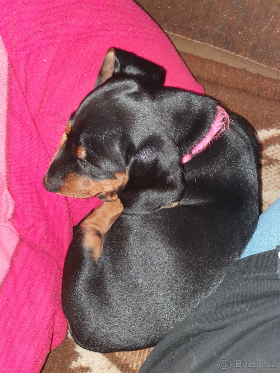 Štěňátko jezevčíka - 4