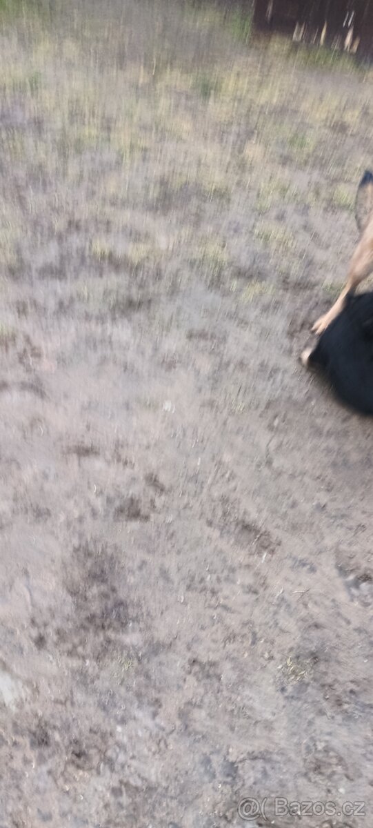 Štěňatko Nemecky ovcak bez PP - 4