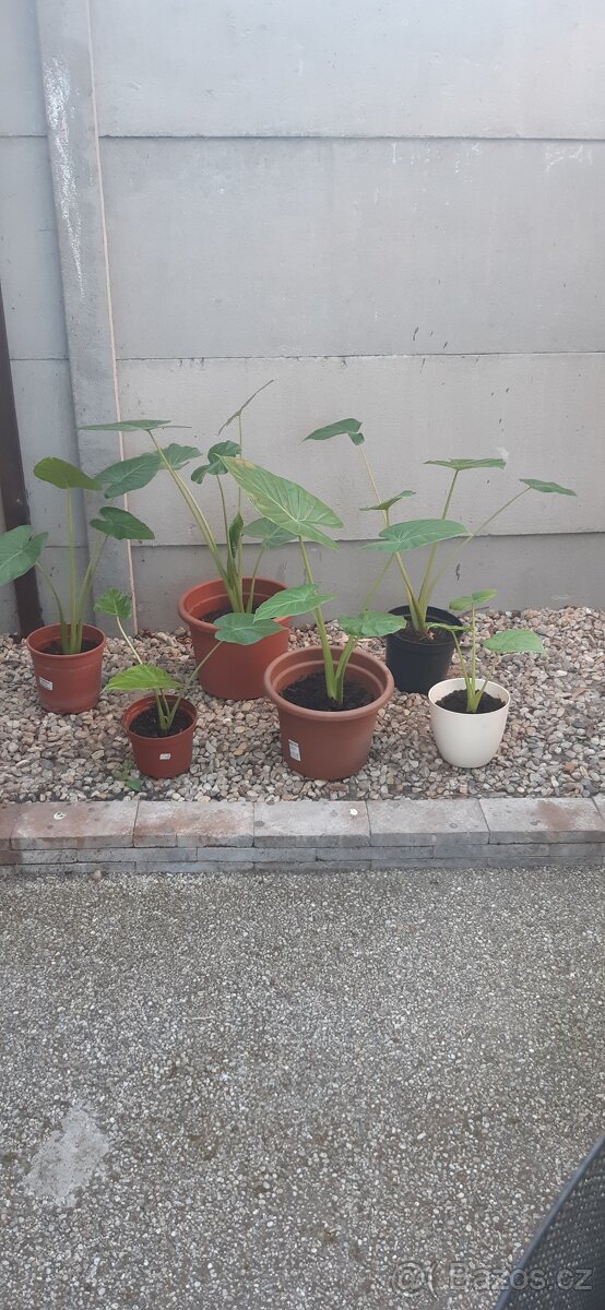 Kolokazie jedlá-Taro - 4