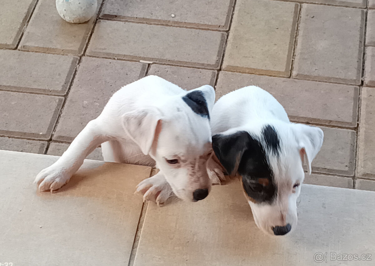 Jack Russel teriér - 4