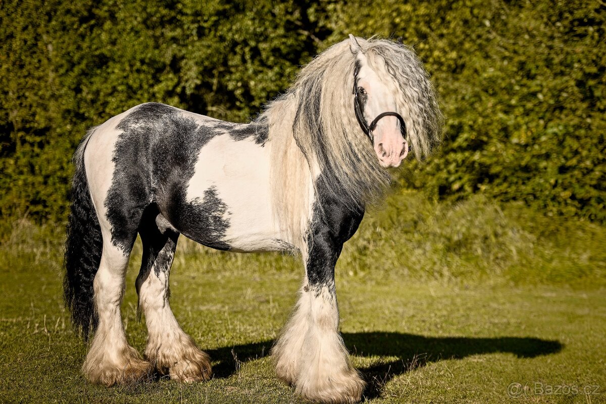 Irský cob připouštění - 4