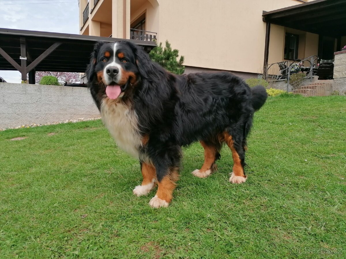 Krytí- Bernsky salašnický pes - 4