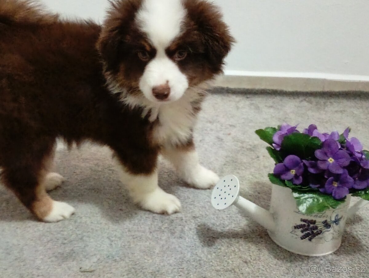 Štěňata Miniaturní Americký ovčák s PP(FCI) - 4