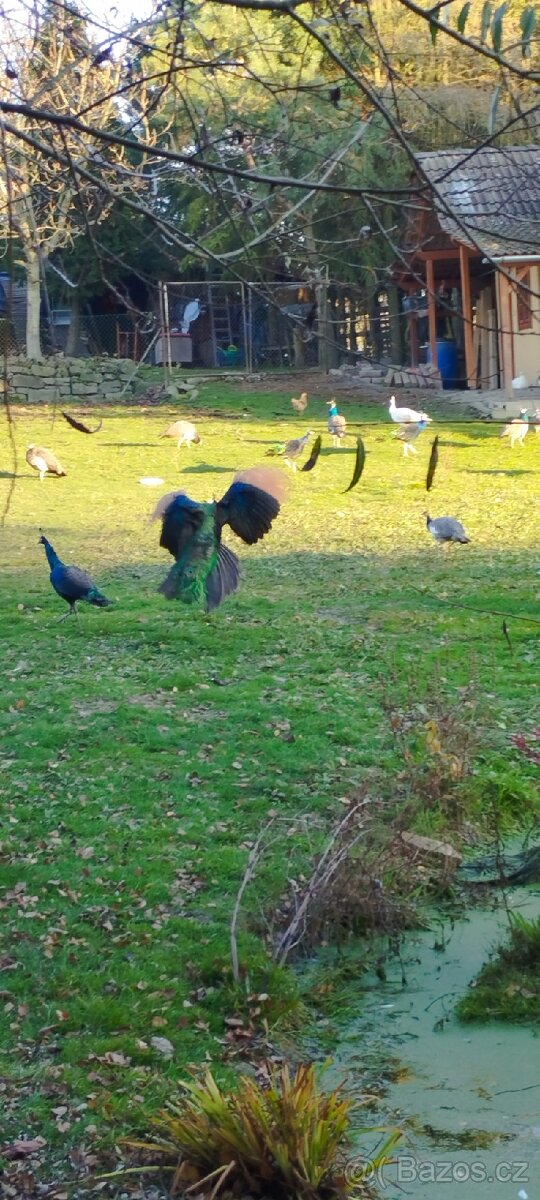 Pávy a pávice pávů modrých, bílích a černokřídlý - 4