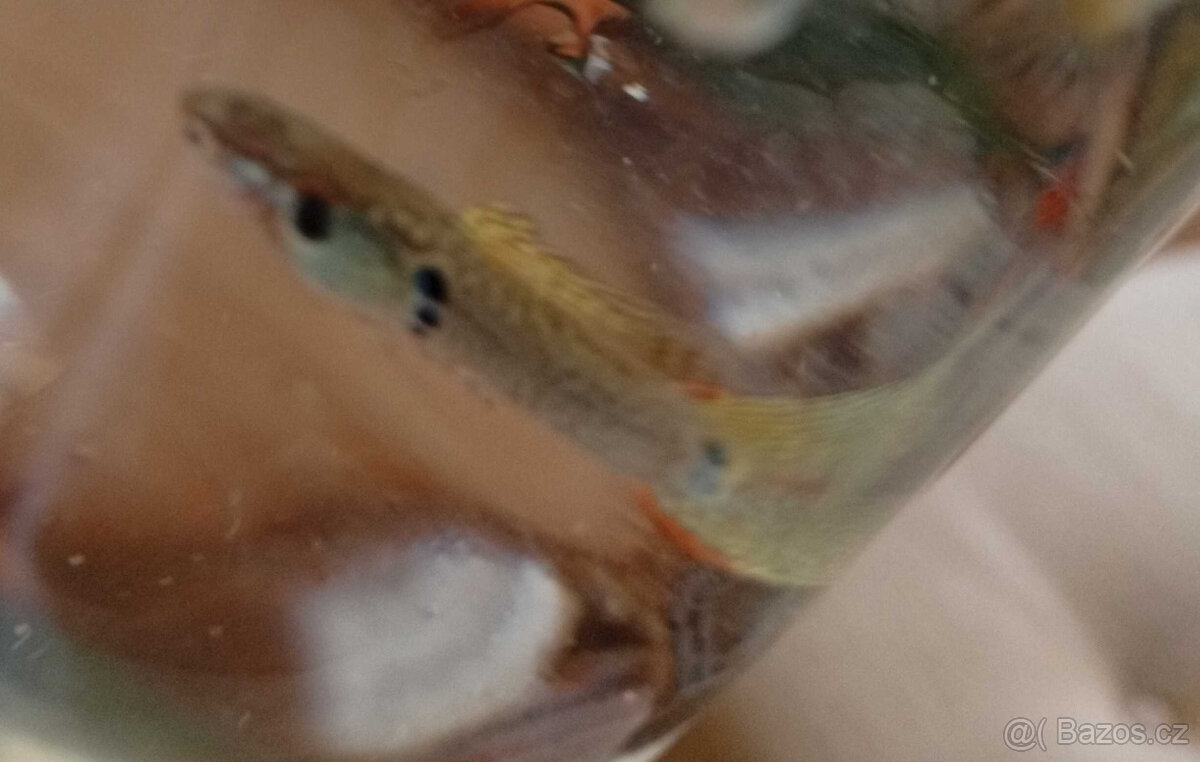 Paví očka - Gupky-Mix - 4