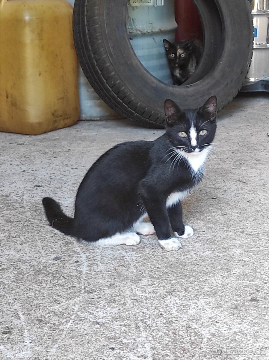 Daruji koťátka - 4