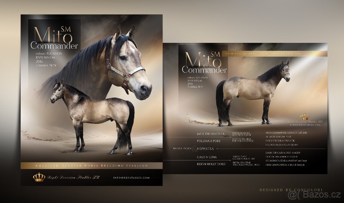 připouštění - palomino hřebec AQH - SHINE CHIC HOLLYWOOD - 4