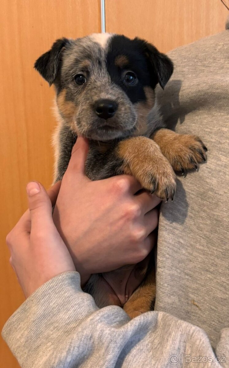 Australský honácký pes - 4