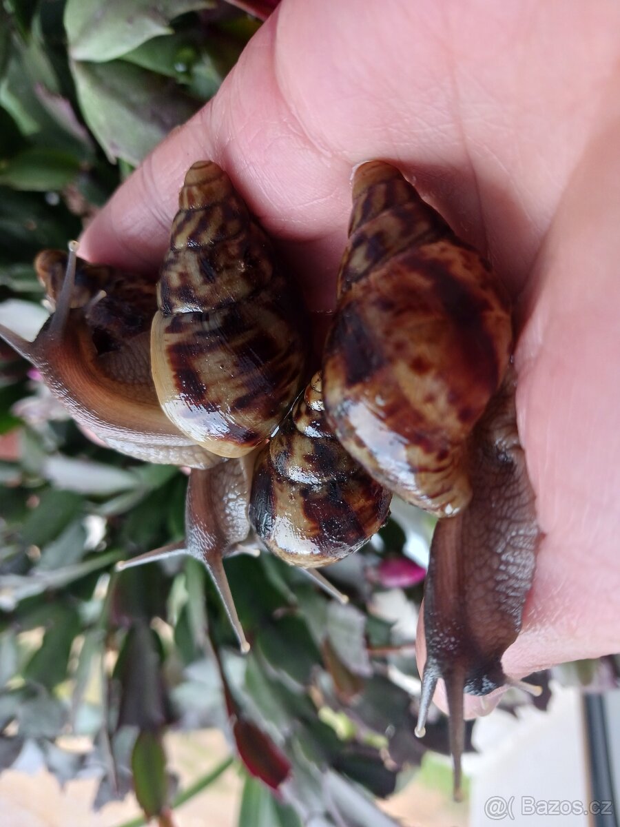 Afričtí šnečci - 4