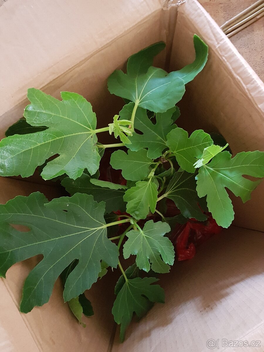 Fíkovník, Ficus Carica, Smokvoň, Brown Turkey, keře, stromky - 4