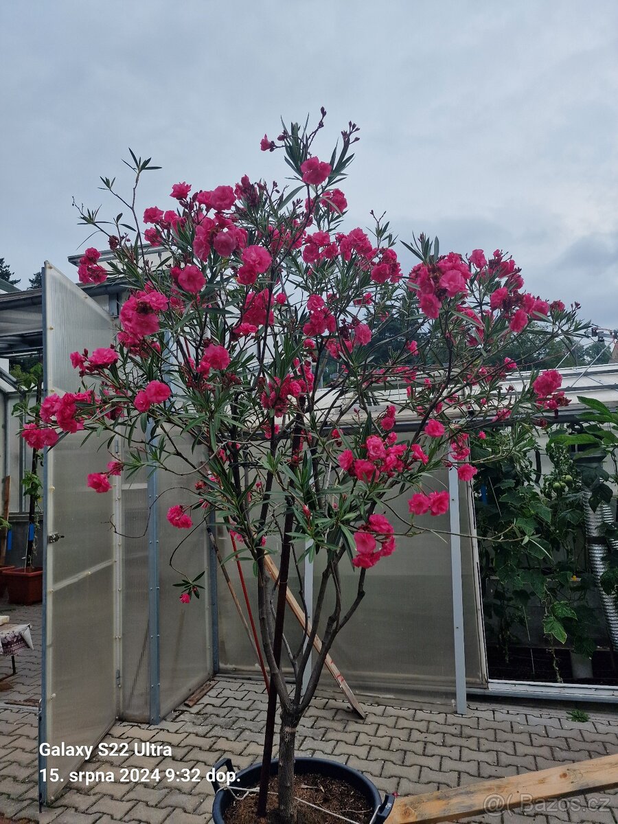 Oleandr plnokvětý - 4