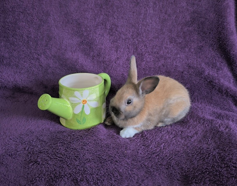 Zakrslý králík - 4