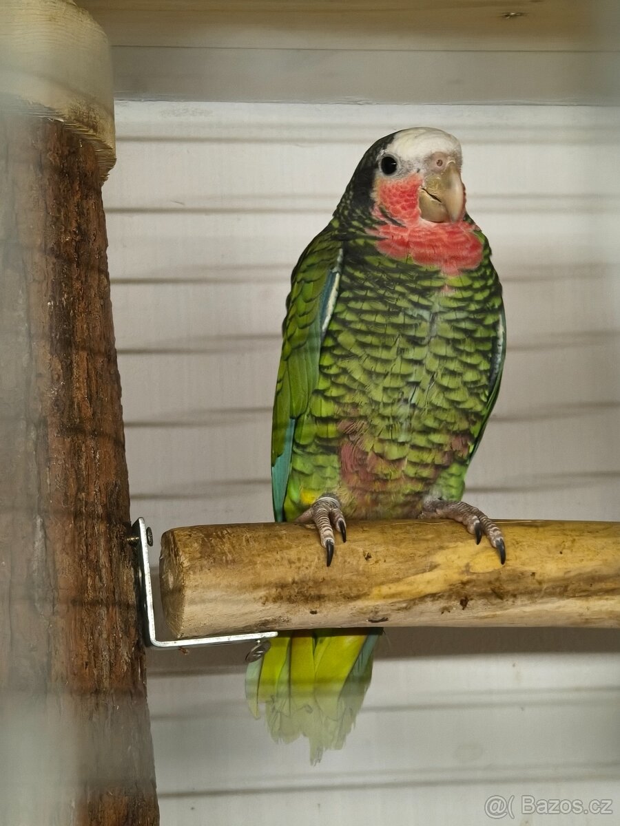 Amazoňan Kubánsky 0.1 - 4