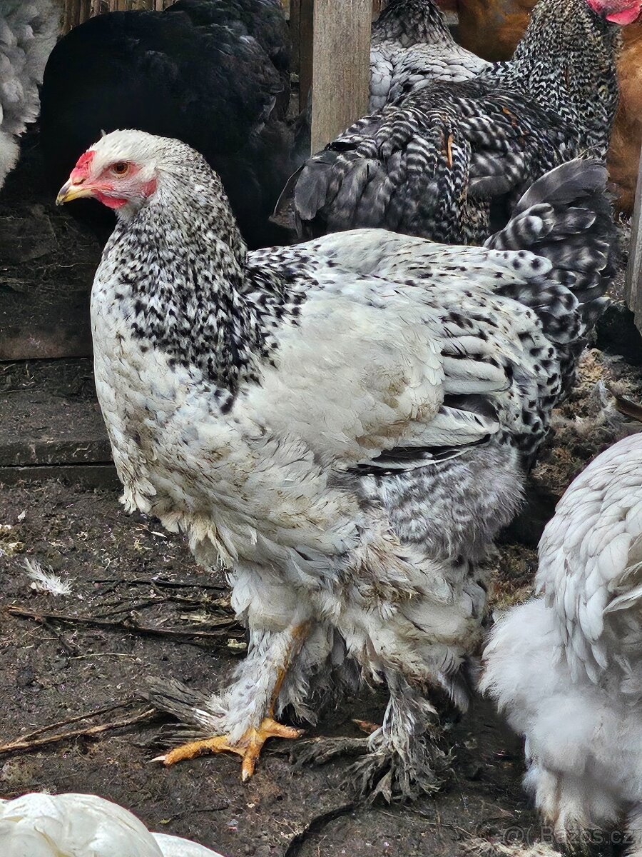 Kohout brahmanky - 4