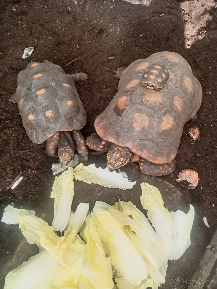 mladata zelva uhlirska vlasni chov - 4