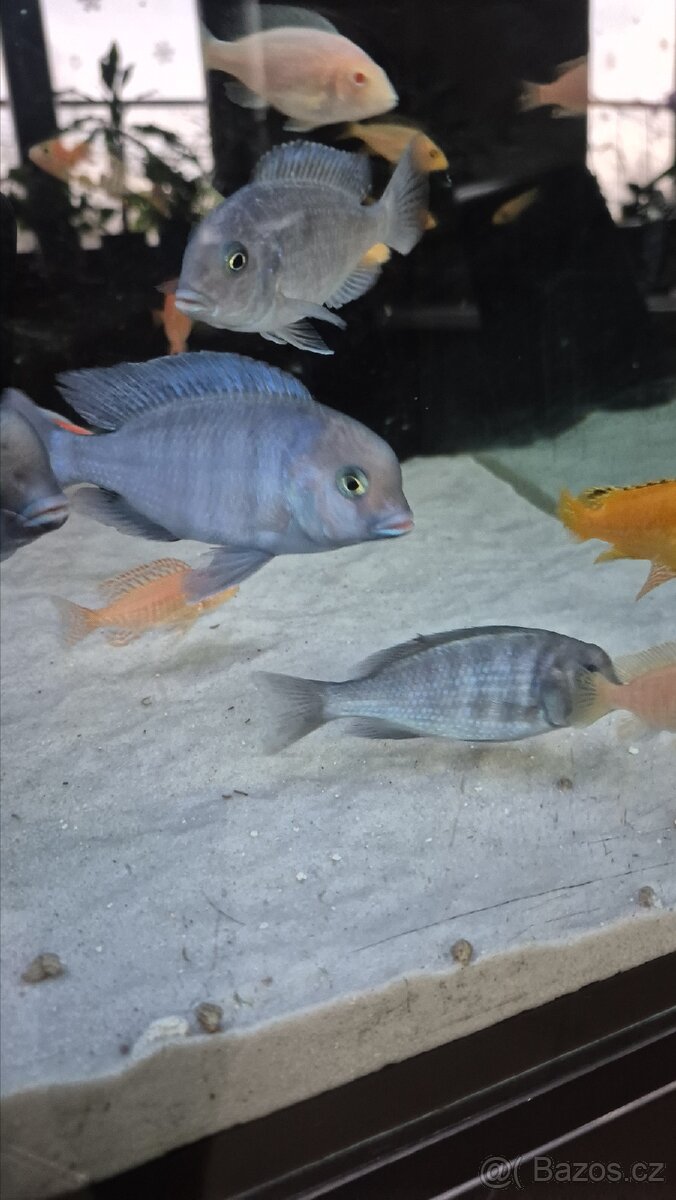 Krmení pro ryby Tlamovci Malawi - 4