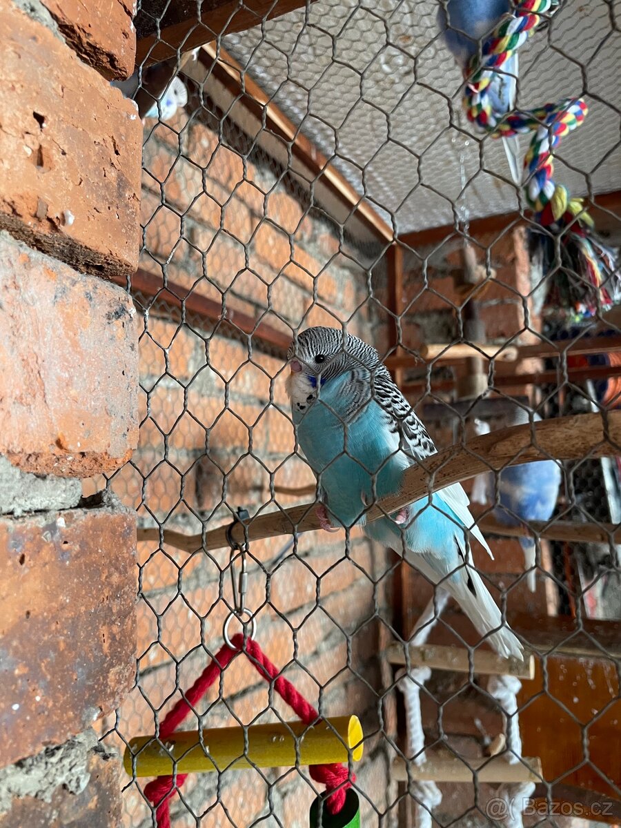 🦜Mladé andulky🦜 - 4