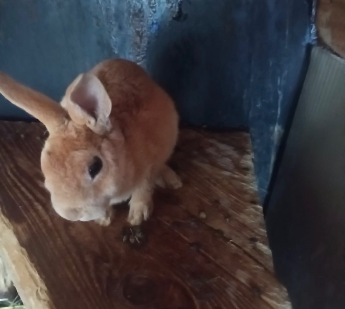 Zakrslý králík - 4