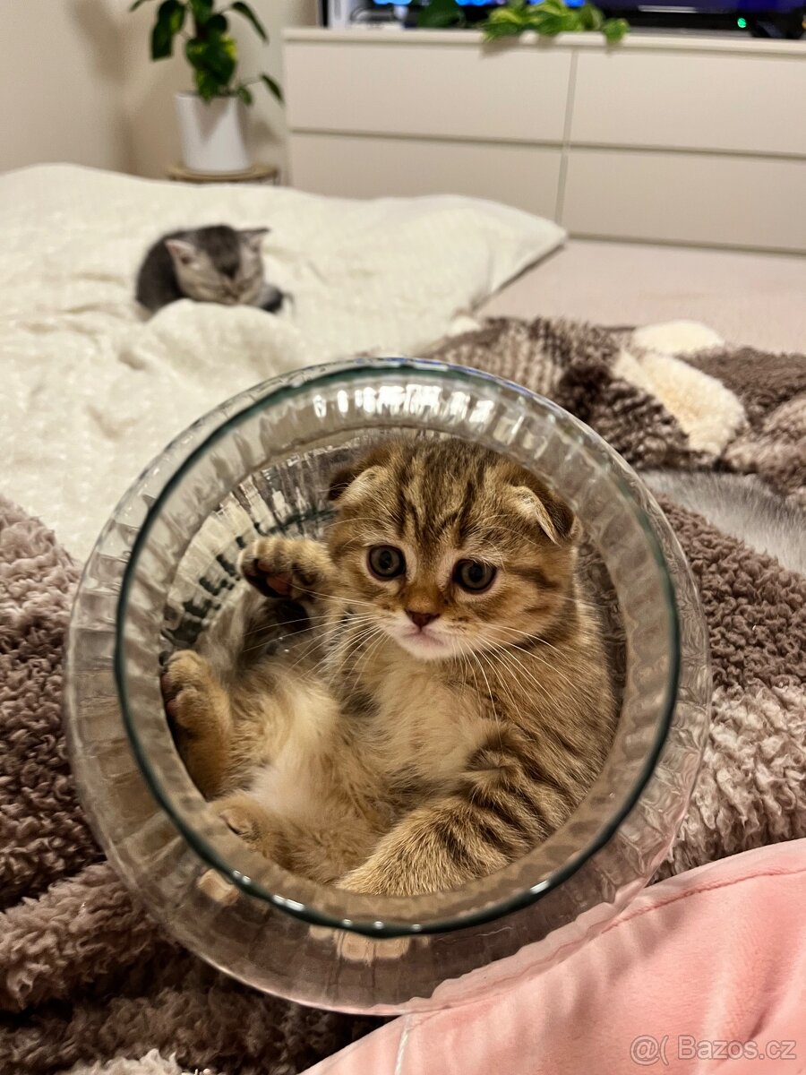 Krásný skotský klapouchý kocourek – 2 měsíce – Praha - 4