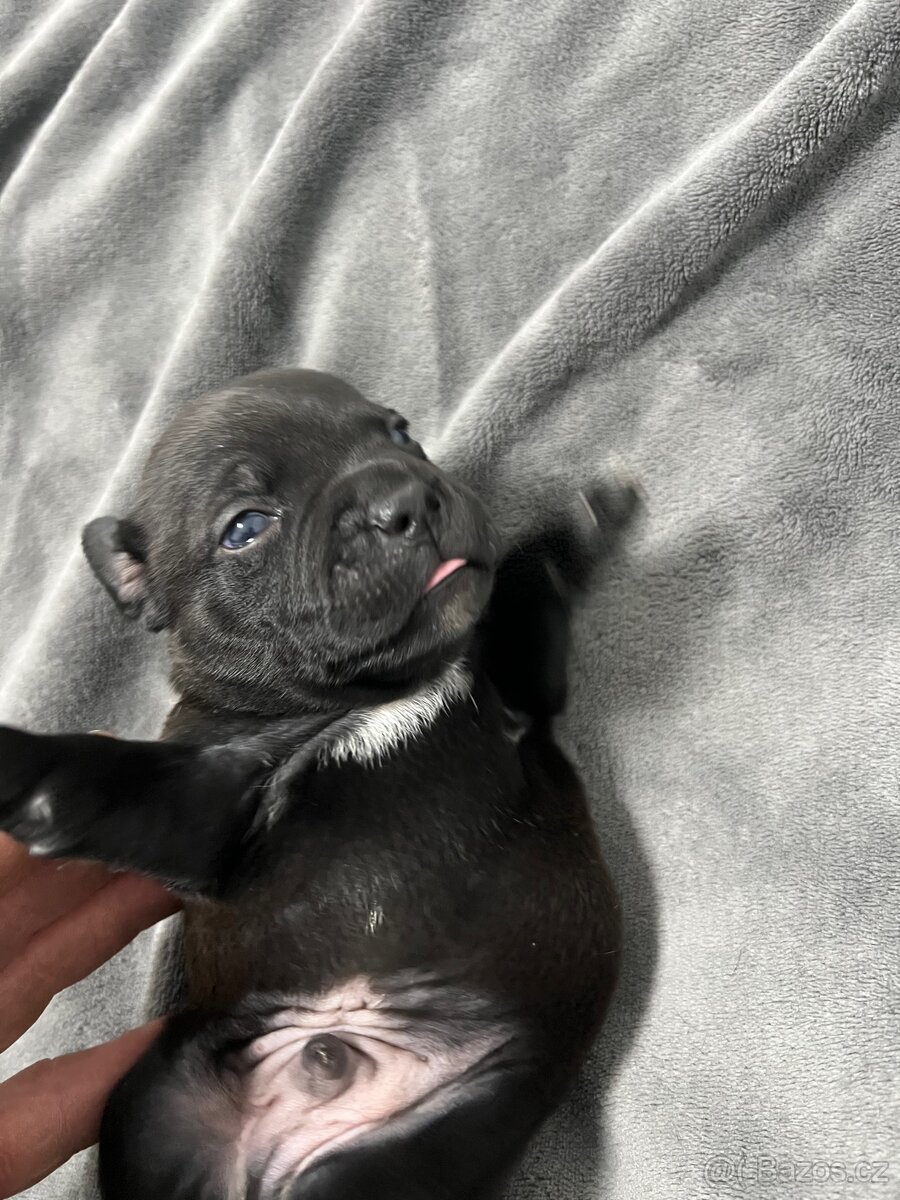 Stafordšírský bulteriér SBT - 4