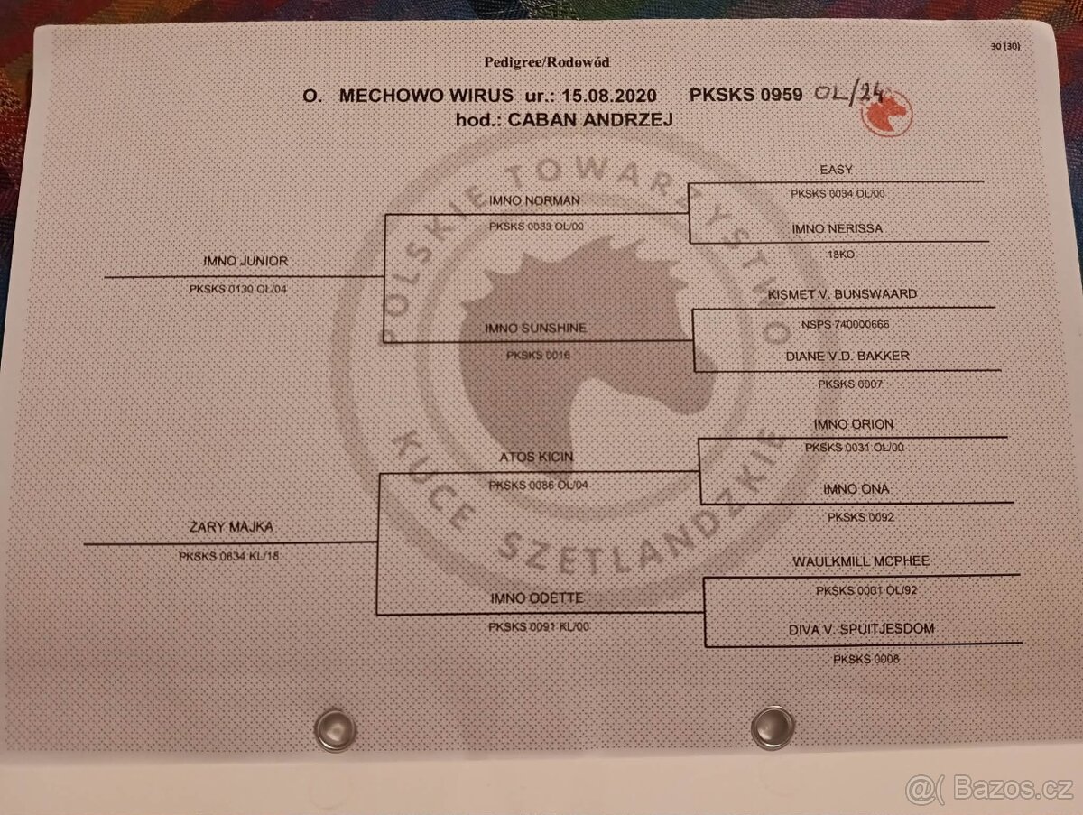Shetland hřebec - 4