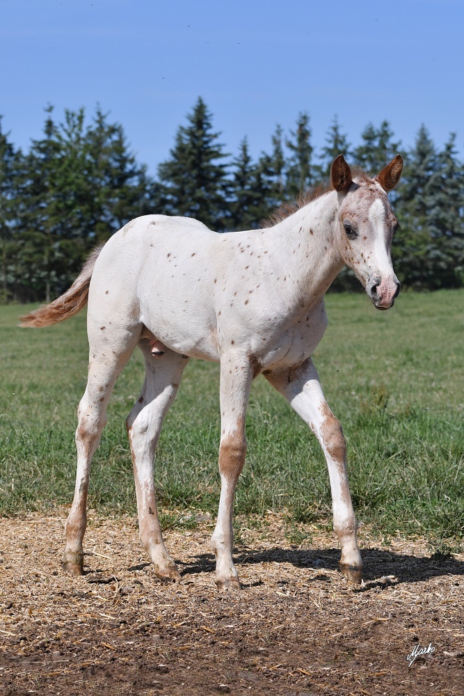 Appaloosa hřebeček - 4