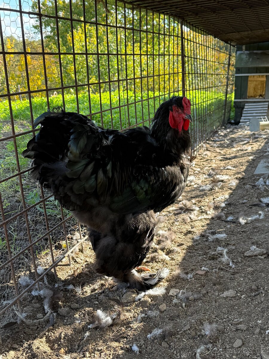 Brahmánka velká – kohouti - 4