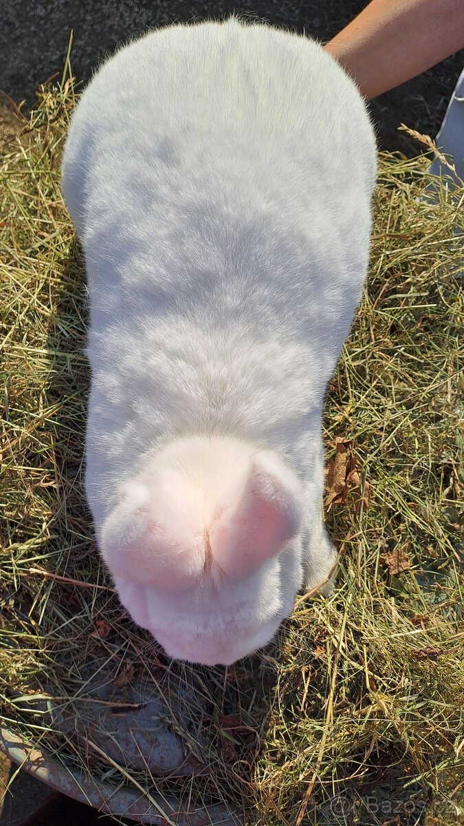 Vídeňský bílý králík - 4