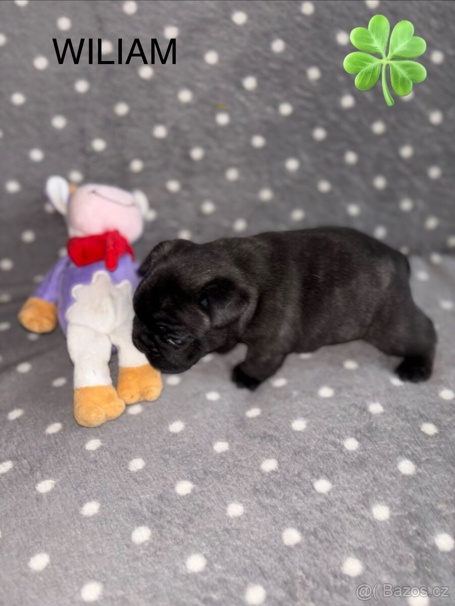 Francouzský buldoček s PP - 4