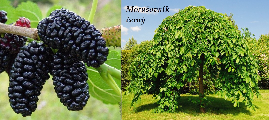 Koupím Moruši roubovanou. - 4