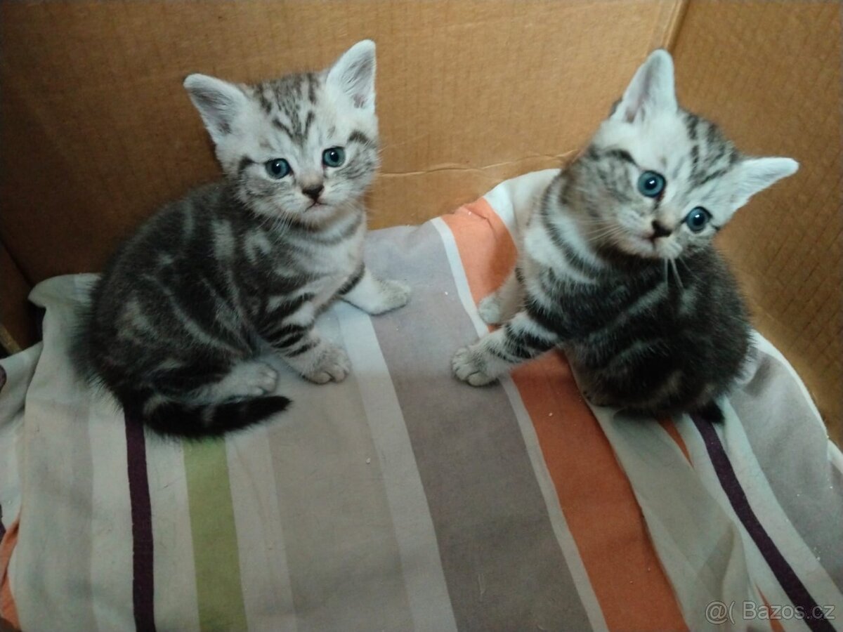 Nabizim britskeho whiskas kocourka bez PP - 4