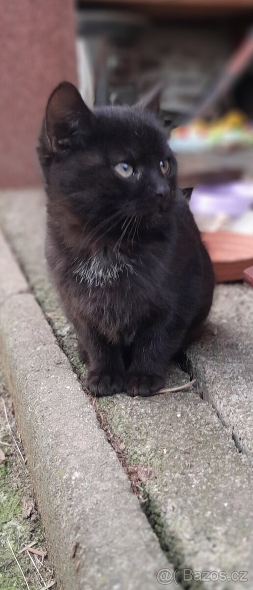 Darujeme koťata. - 4