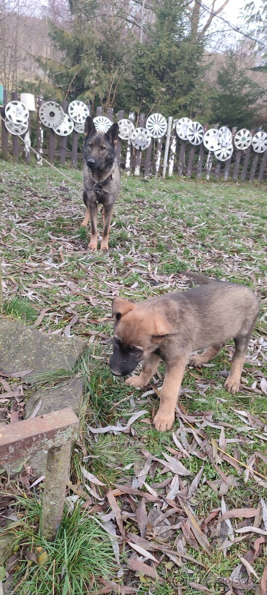 Štěně německého ovčáka - 4